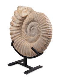 A Large Mounted Nautilus Fossil Specimen