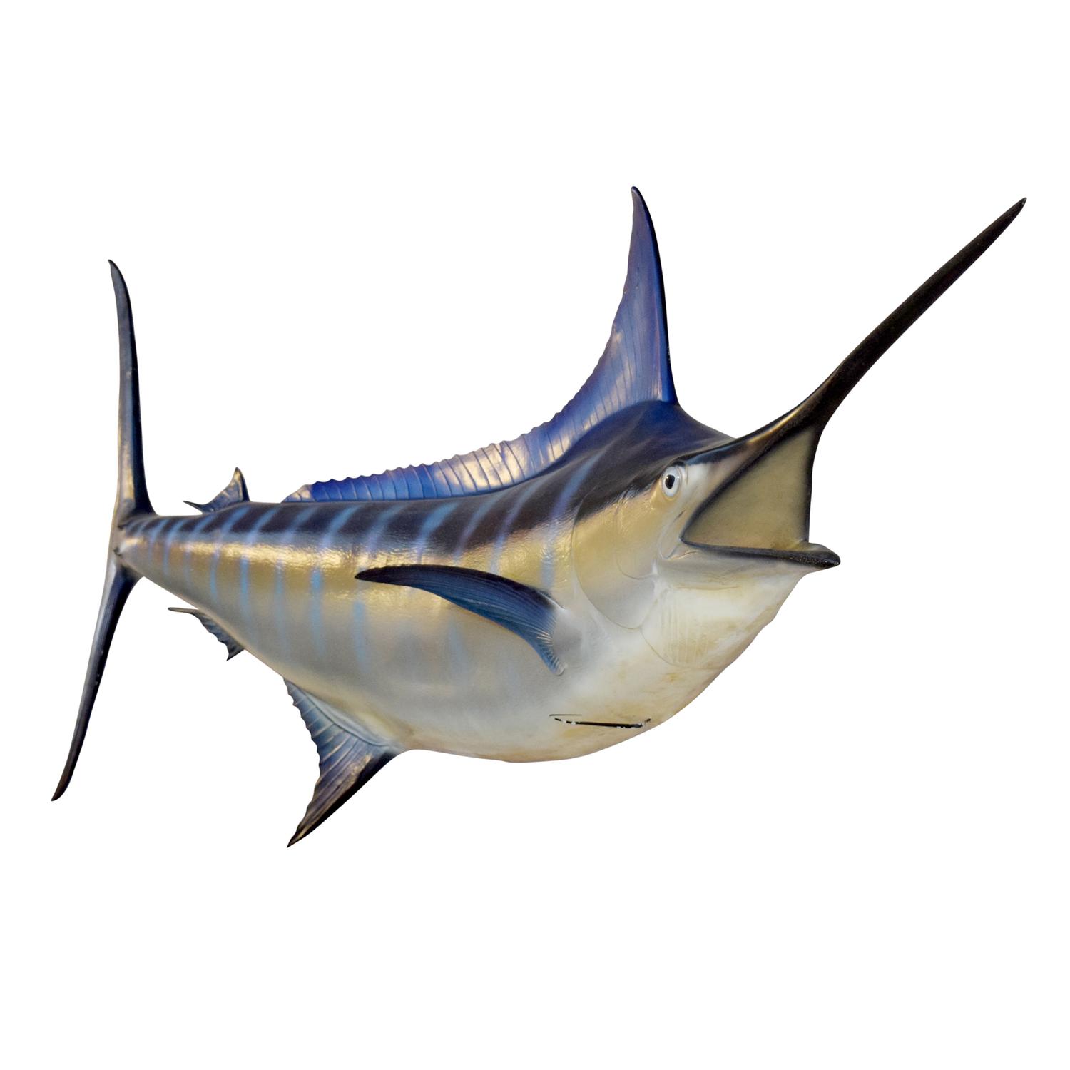 A Blue Marlin Mount 104" W x 12" D x 40" H — Atlantic Ocean, 20th Century