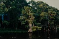 Cypress Trees, Great Blue Heron; White Pelicans, Everglades; and White Ibis in Cypress Tree
