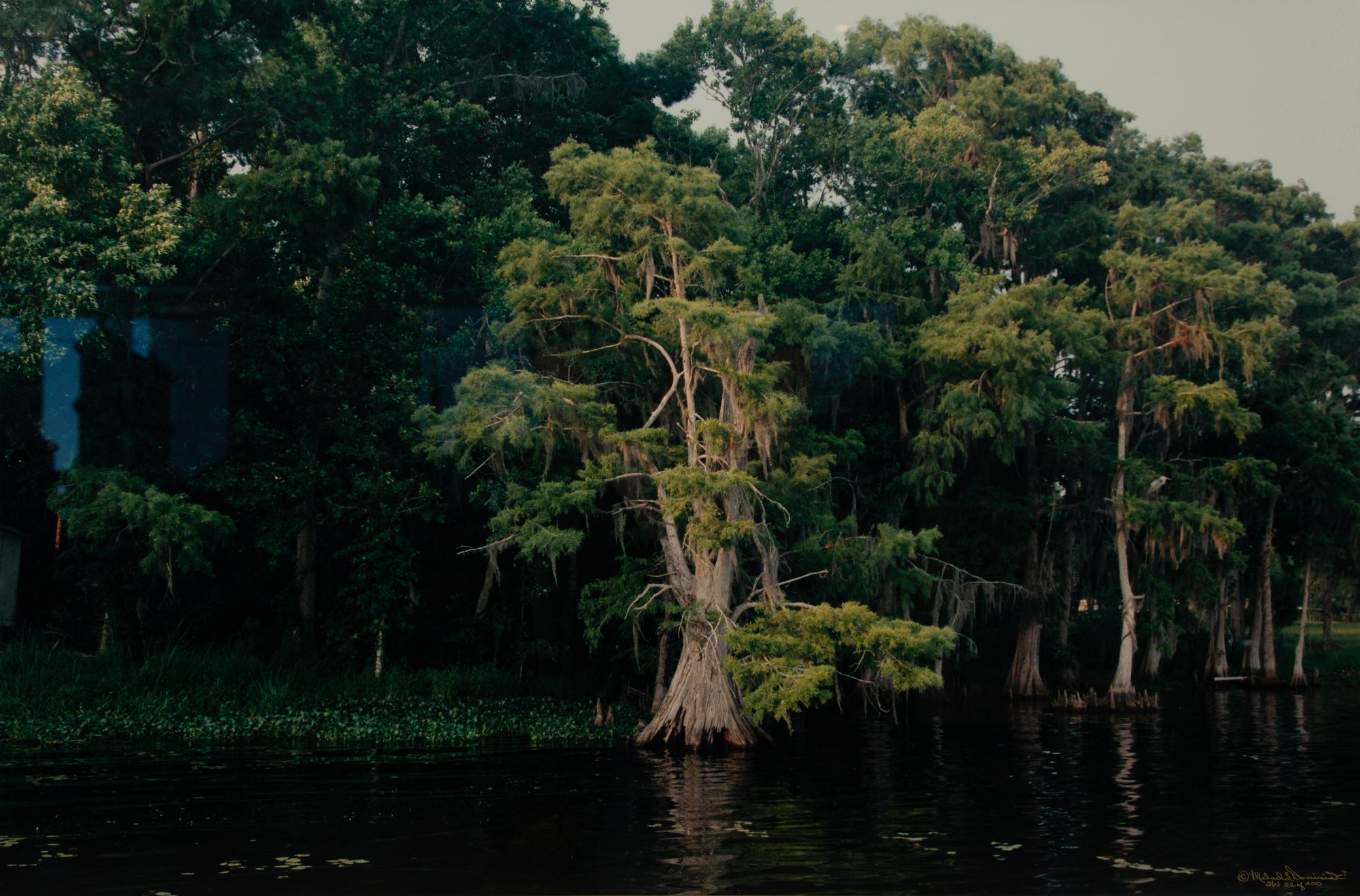 Cypress Trees, Great Blue Heron; White Pelicans, Everglades; and White Ibis in Cypress Tree