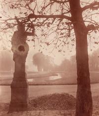 A pair of photographs depicting trees, Saint-Cloud ( Saint-Cloud [chene], 1921; Saint-Cloud [19h matin, mars 1926] , 1926)