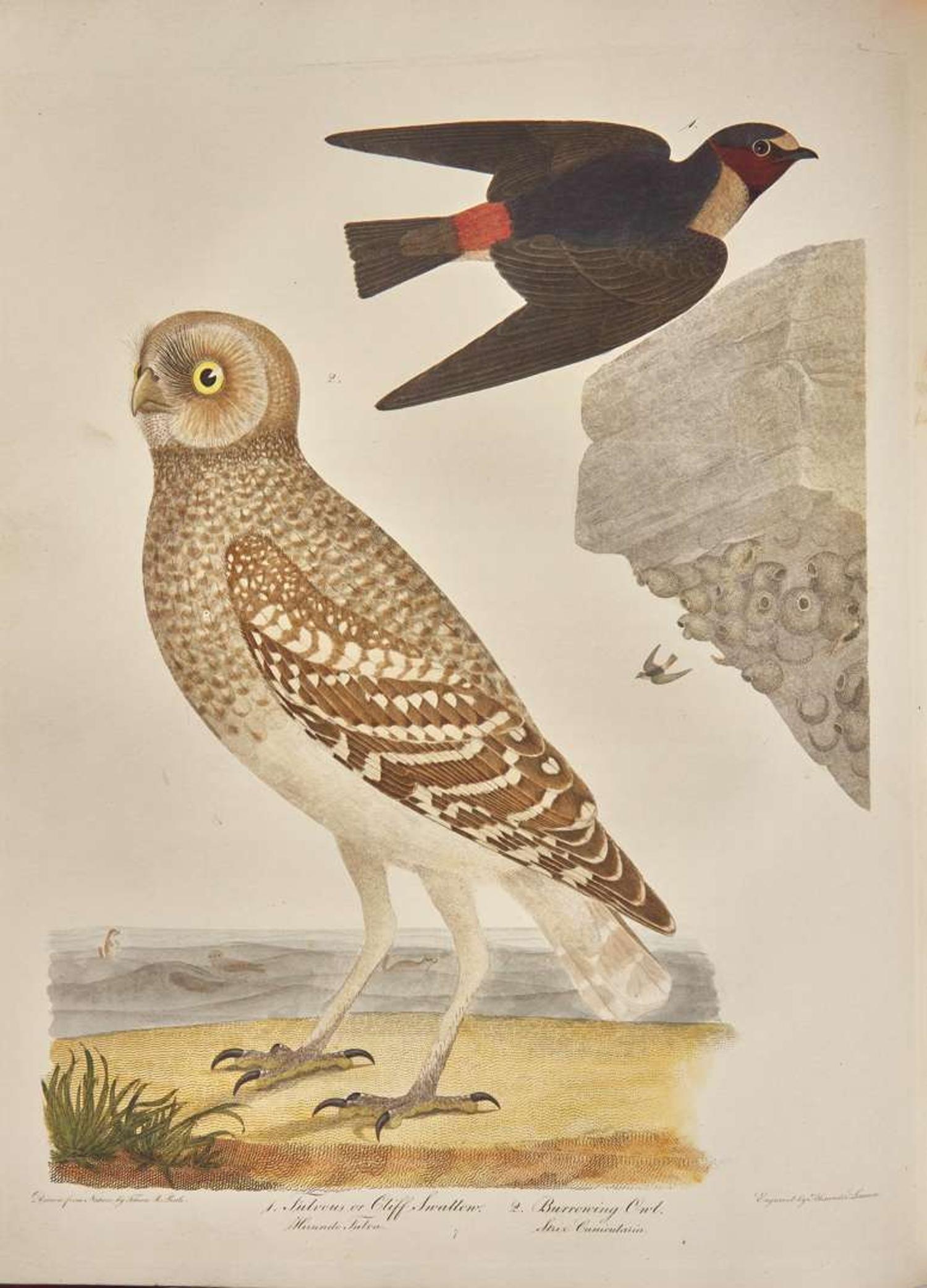 [Natural History] Bonaparte, Charles Lucian, and John James Audubon, et al.: American Ornithology; or, The Natural History of Birds Inhabiting the United States...
