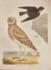 [Natural History] Bonaparte, Charles Lucian, and John James Audubon, et al.: American Ornithology; or, The Natural History of Birds Inhabiting the United States...