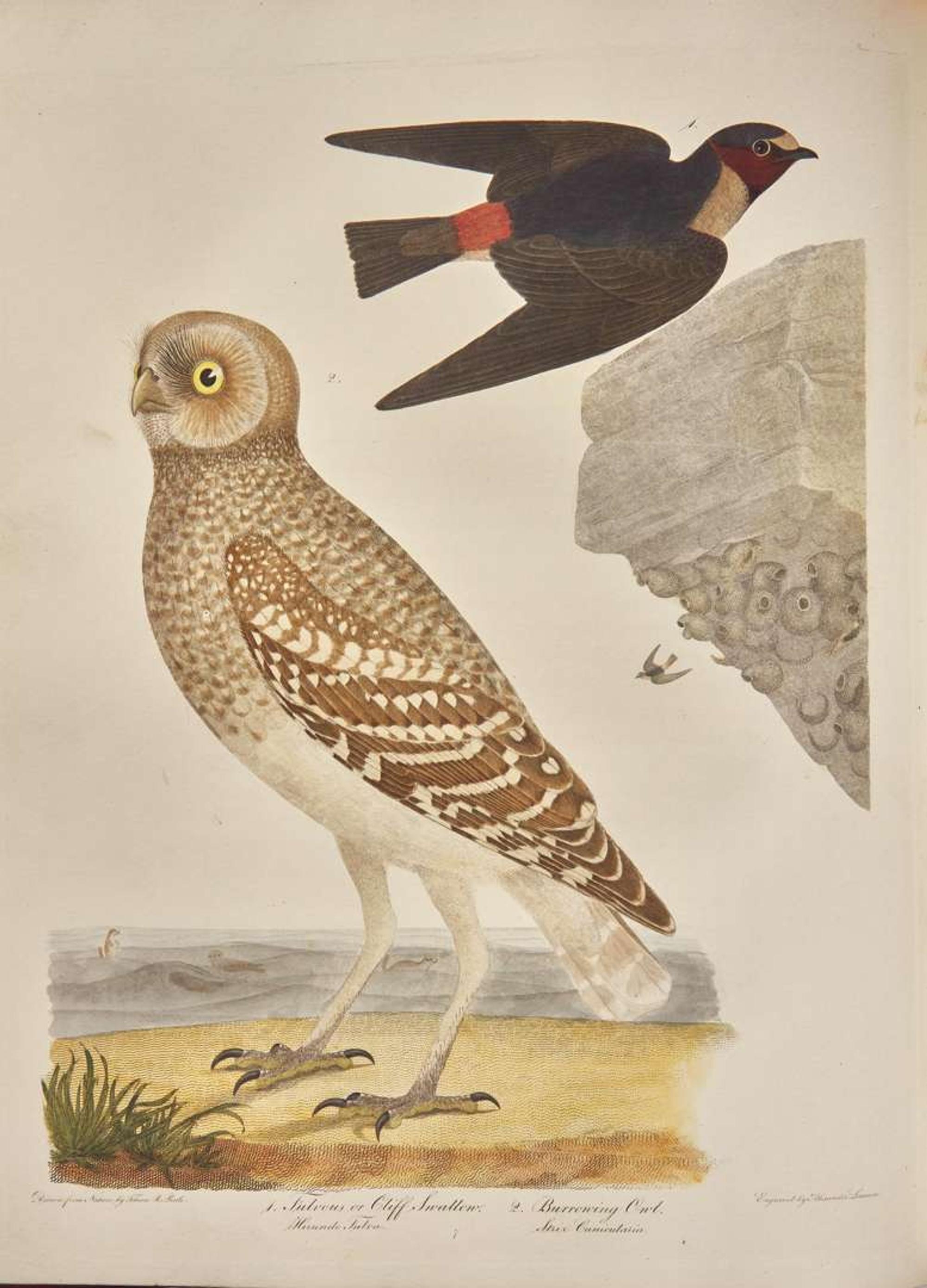 [Natural History] Bonaparte, Charles Lucian, and John James Audubon, et al.: American Ornithology; or, The Natural History of Birds Inhabiting the United States...