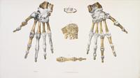(ANATOMY) QUAIN, J. AND E. WILSON, eds. A Series of Anatomical Plates... London, 1836-1842. 3 (of 5) vols. in one. First editions.