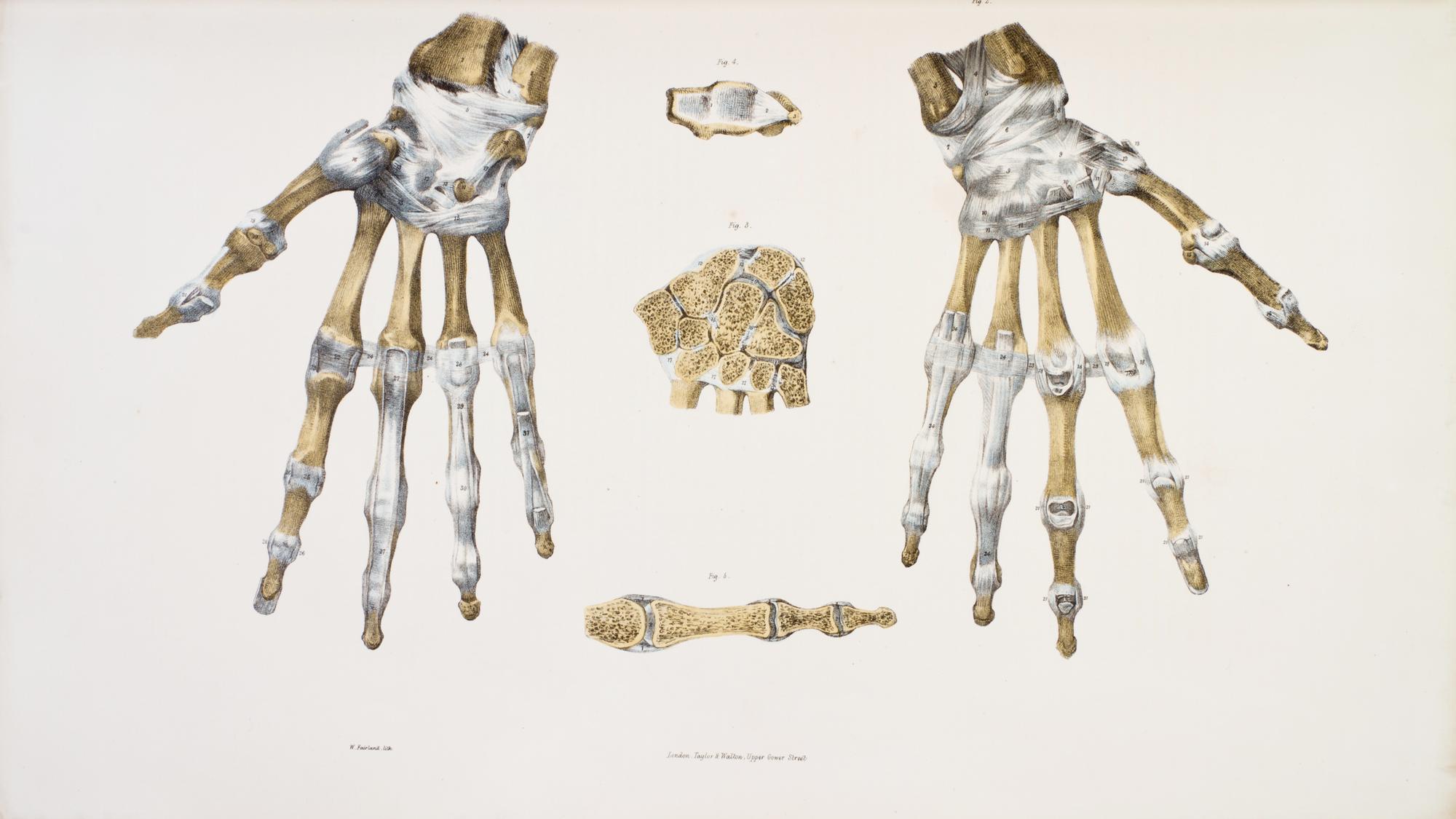 (ANATOMY) QUAIN, J. AND E. WILSON, eds. A Series of Anatomical Plates... London, 1836-1842. 3 (of 5) vols. in one. First editions.