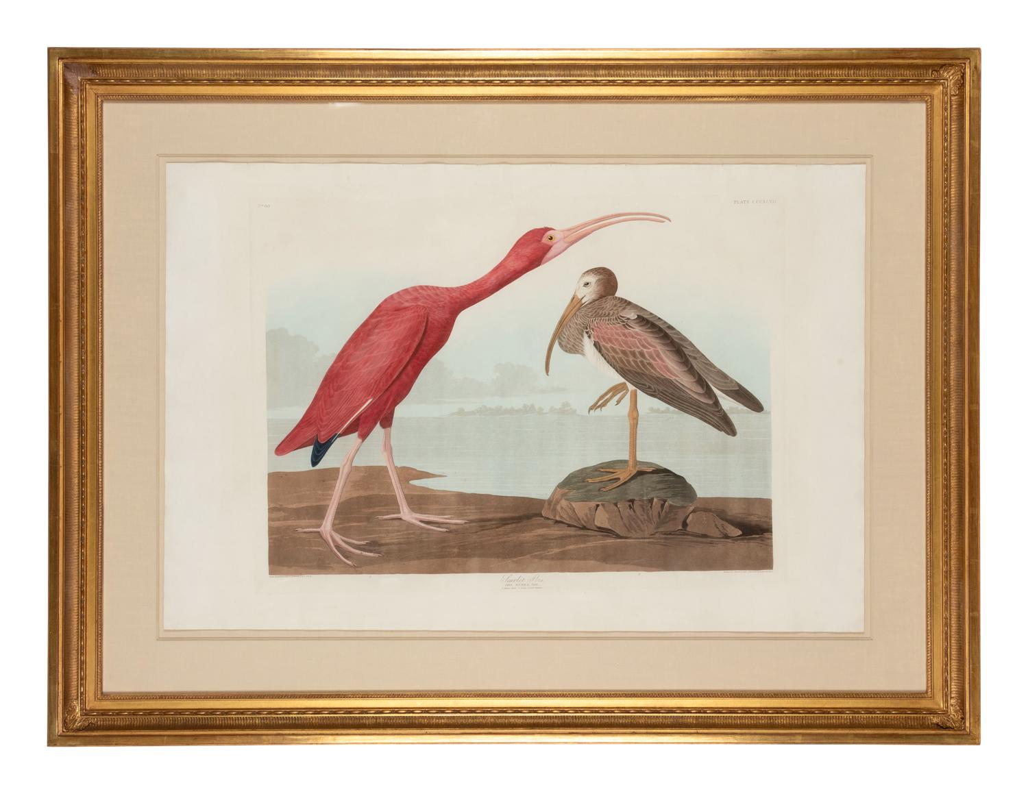 AUDUBON, John James (1785-1851)
