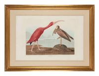 AUDUBON, John James (1785-1851)