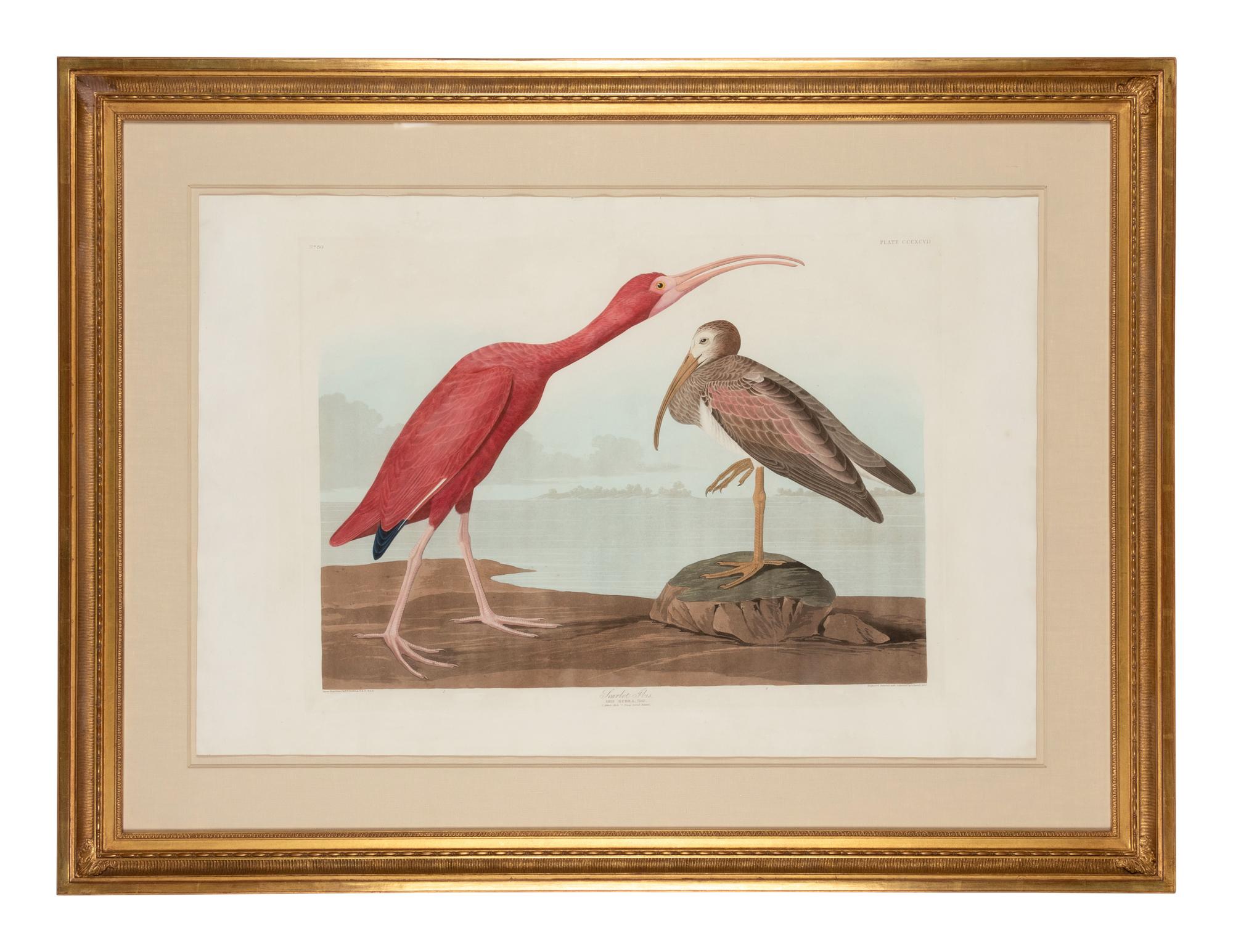 AUDUBON, John James (1785-1851)