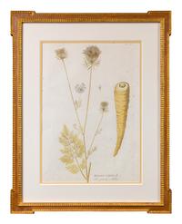 A Set of Four Framed Hand-Colored Botanical Engravings