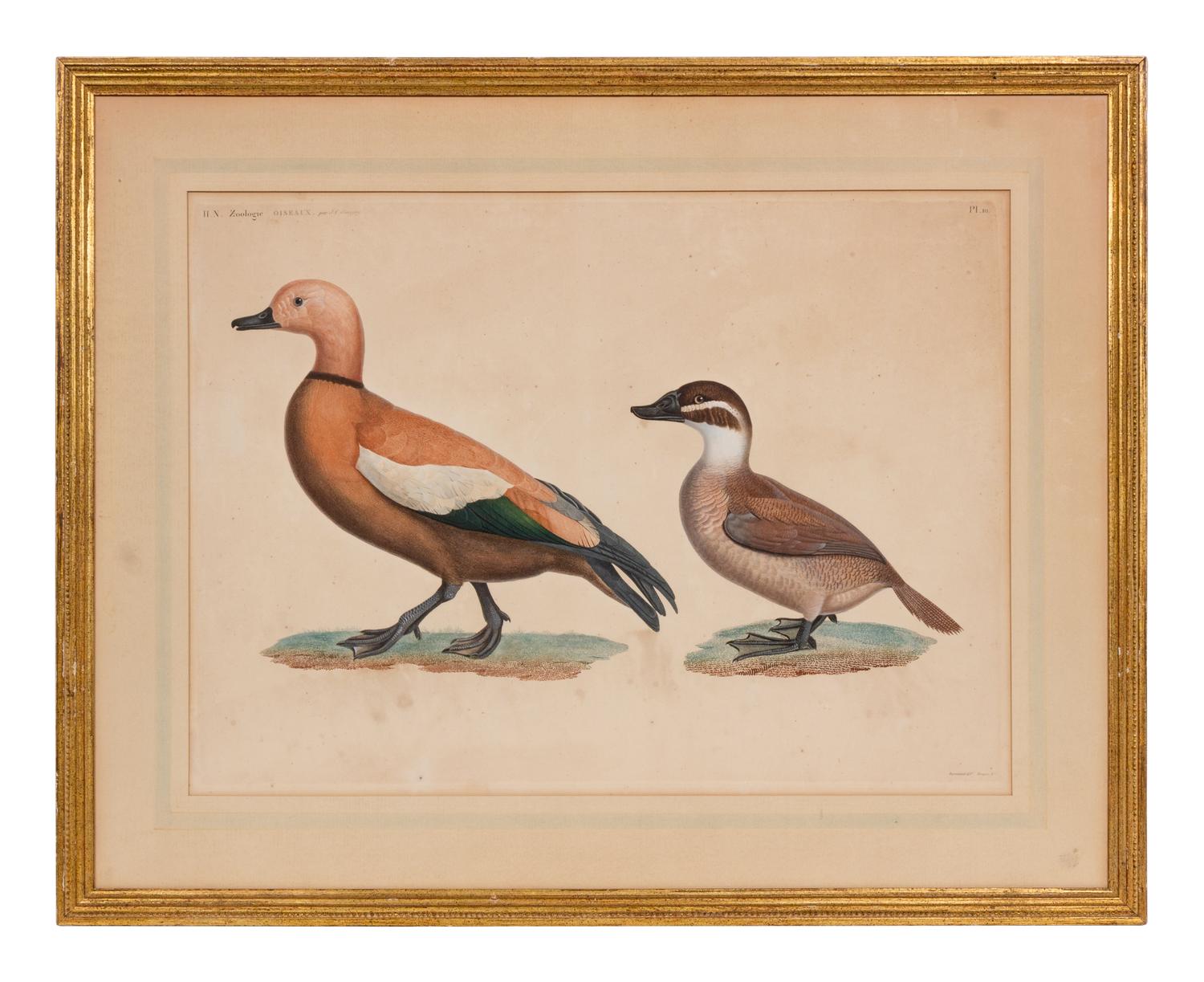 A Group of Two Hand Colored Engravings from Histoire Naturelle Zoologie, by Jules-Cesar Savigny