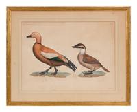 A Group of Two Hand Colored Engravings from Histoire Naturelle Zoologie, by Jules-Cesar Savigny