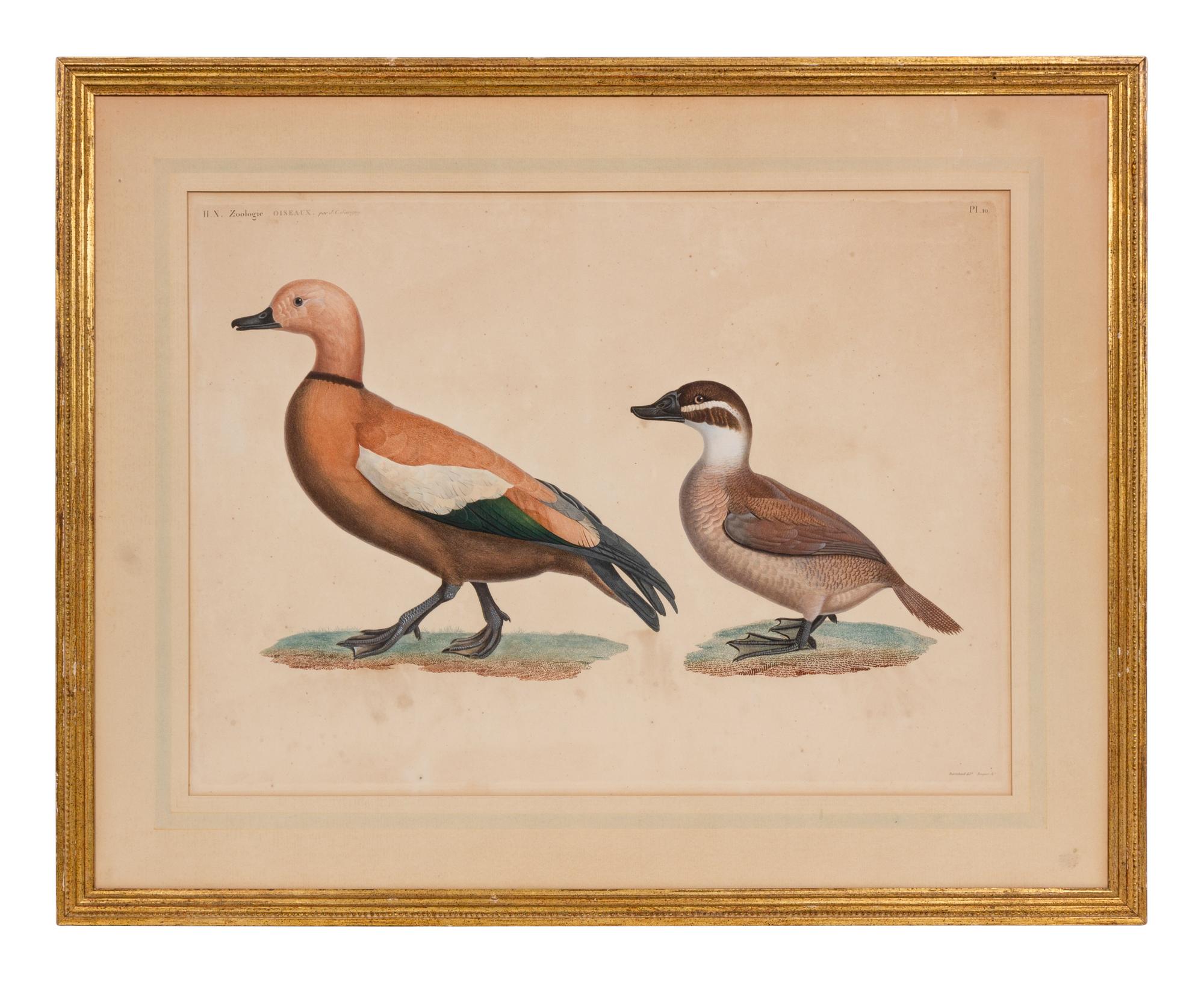 A Group of Two Hand Colored Engravings from Histoire Naturelle Zoologie, by Jules-Cesar Savigny