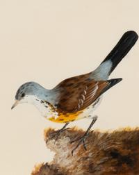 Six Bird Portraits