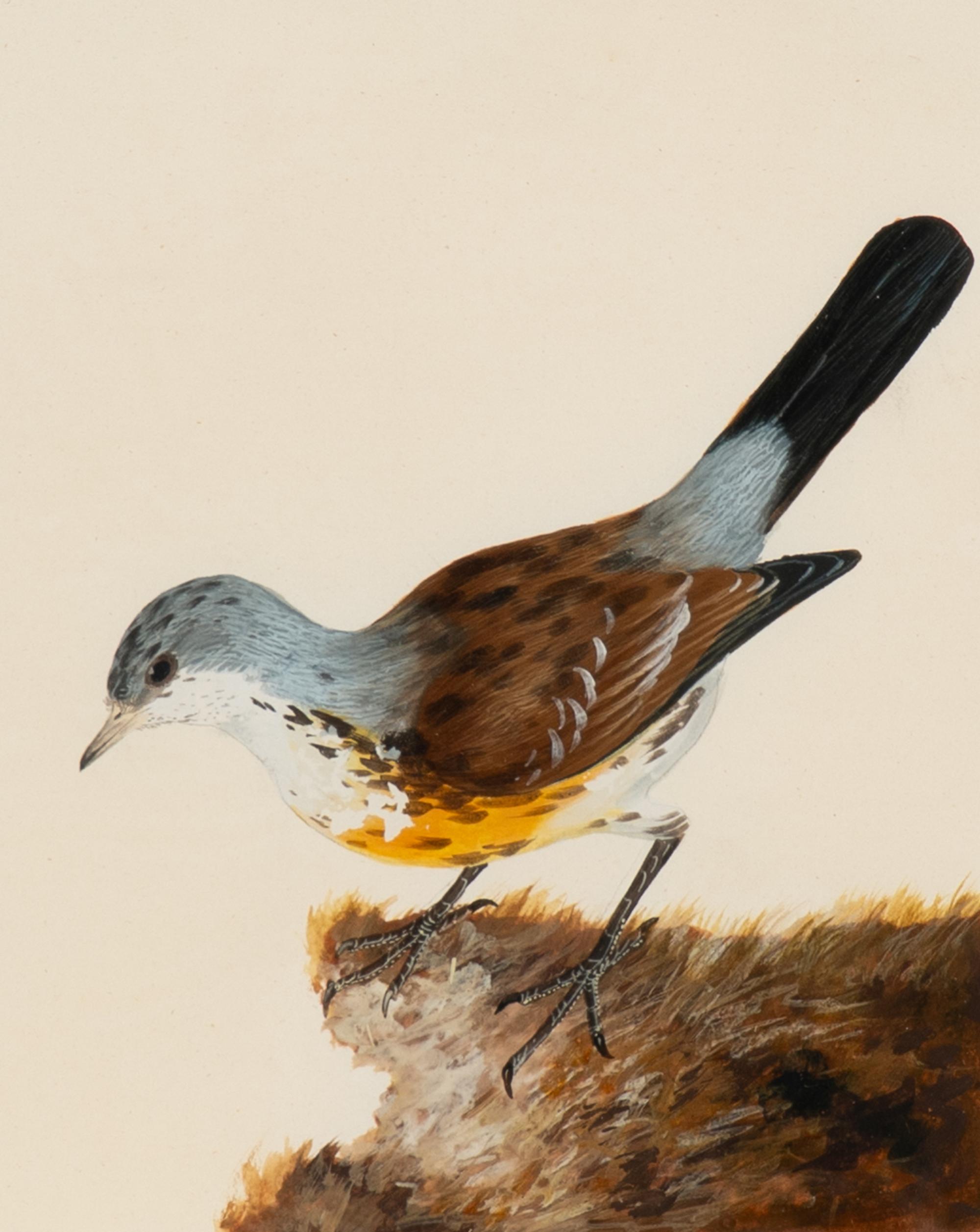 Six Bird Portraits