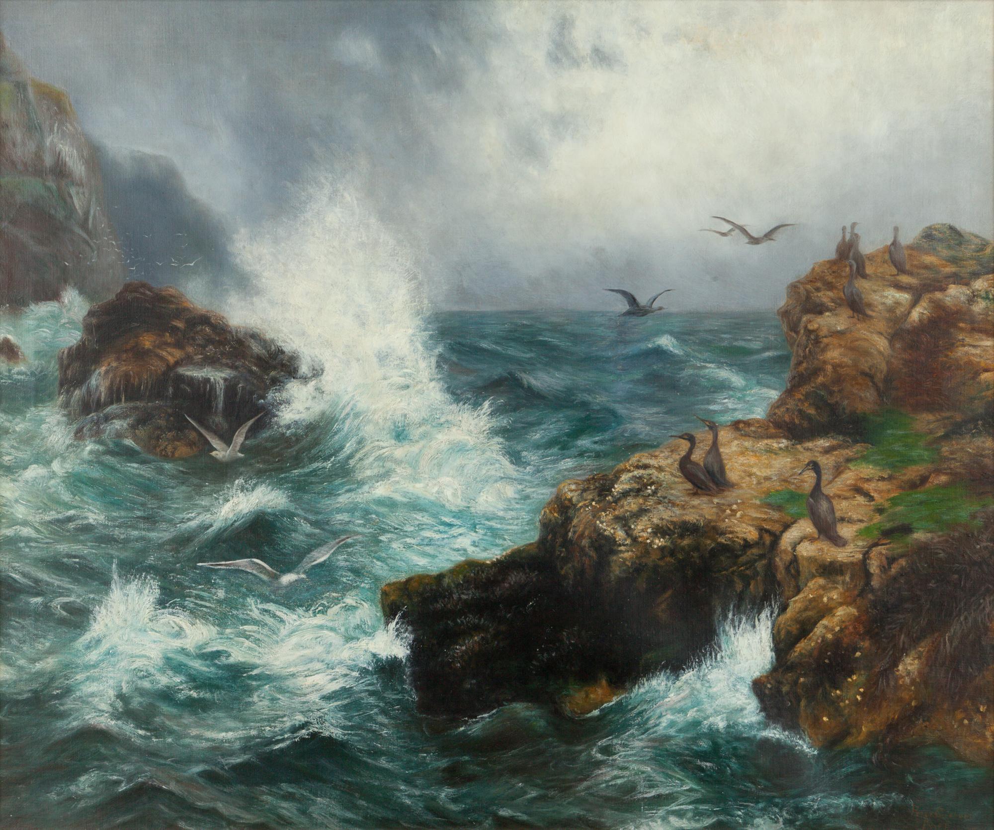 Cormorants of the Scottish Coast