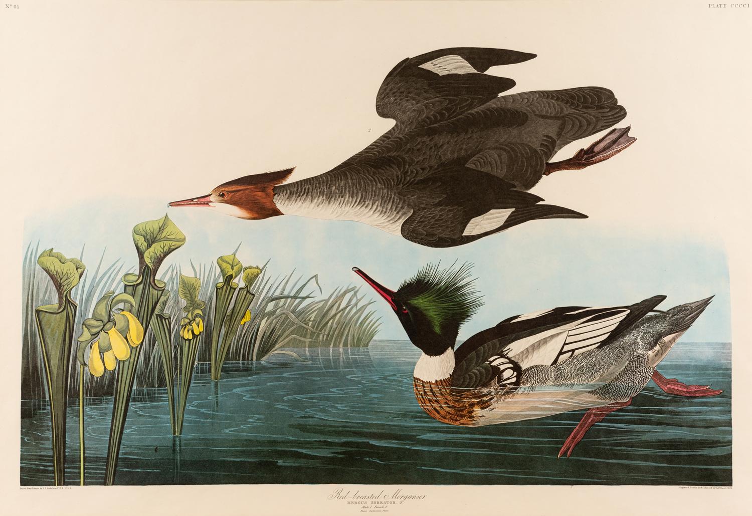 AUDUBON, John James (1785-1851), after Red-breasted Morganser (Plate CCCCI). Mergus Serrator . -- Common or Virginian Deer (Plate CXXXVI). Cervus Virginianus . -- The Jaguar (Plate CI). Felis Onca .--Spotted Grous (Plate CLXXVI). Tetrao Canadensis . -- Raccoon (Plate LXI). Procyon Lotor .