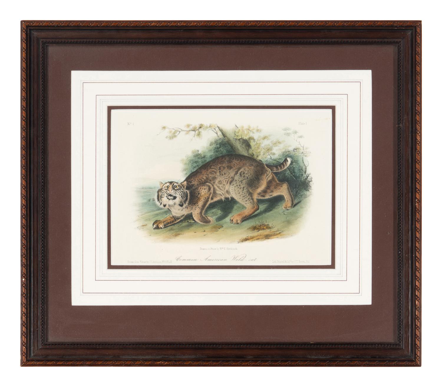 [Prints] Audubon, John James Group of 6 Lithographs from the Quadrupeds of America
