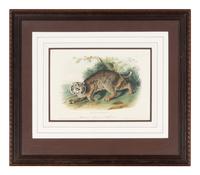 [Prints] Audubon, John James Group of 6 Lithographs from the Quadrupeds of America