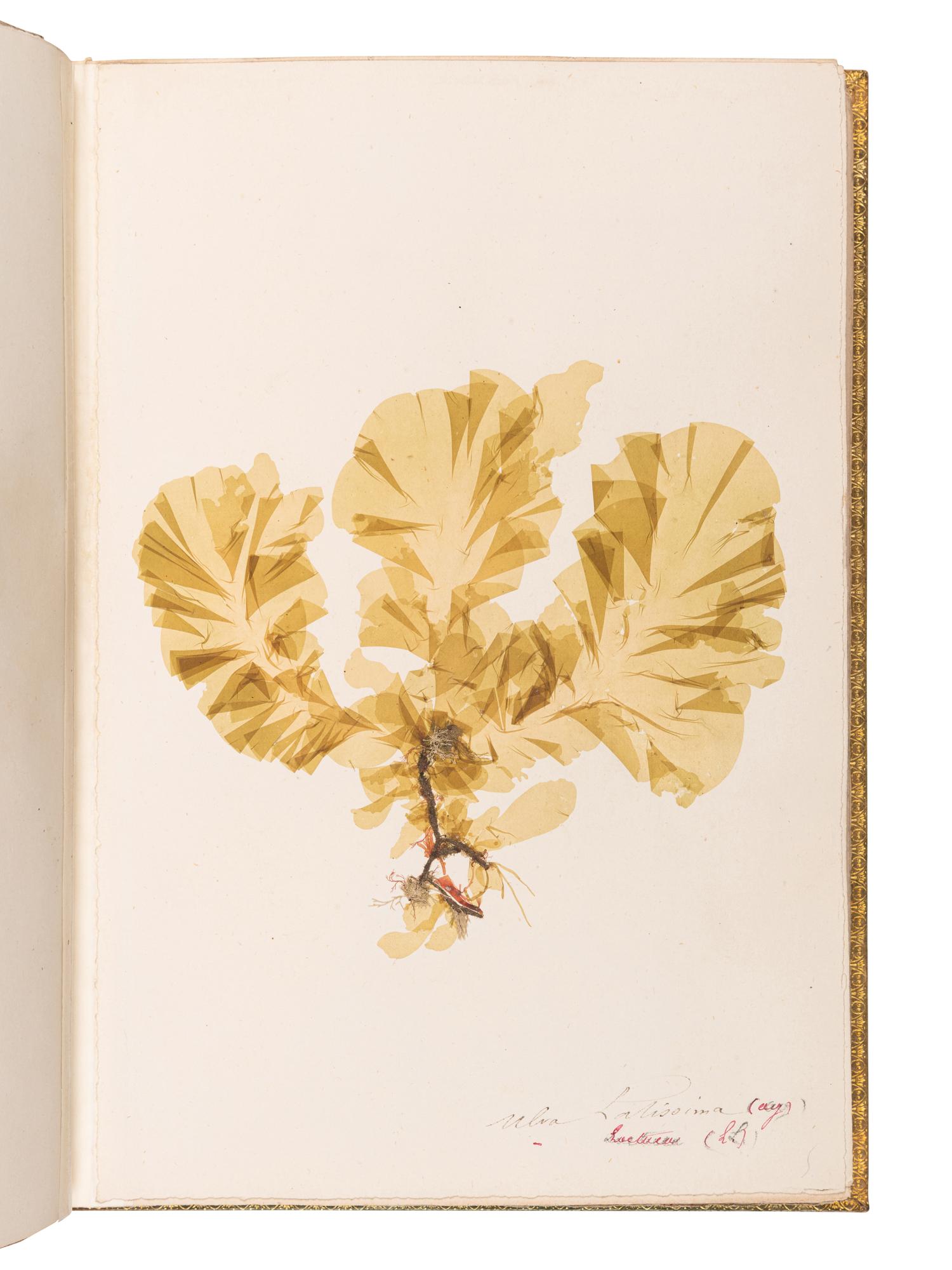 [SPECIMEN ALBUM - ALGAE]. Spine title: "Algues Cotes de Bretagne." Bretagne, ca 1850.