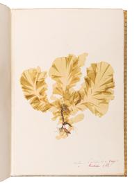 [SPECIMEN ALBUM - ALGAE]. Spine title: "Algues Cotes de Bretagne." Bretagne, ca 1850.