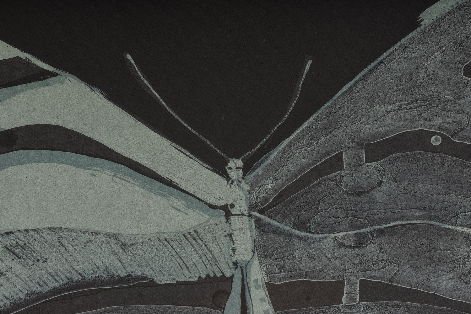 Night Butterfly , 36/50