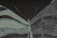 Night Butterfly , 36/50