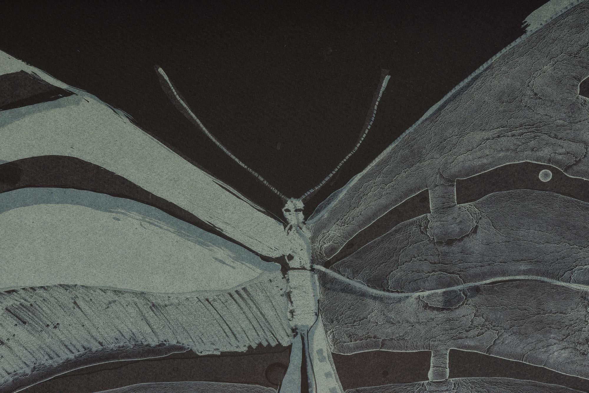 Night Butterfly , 36/50