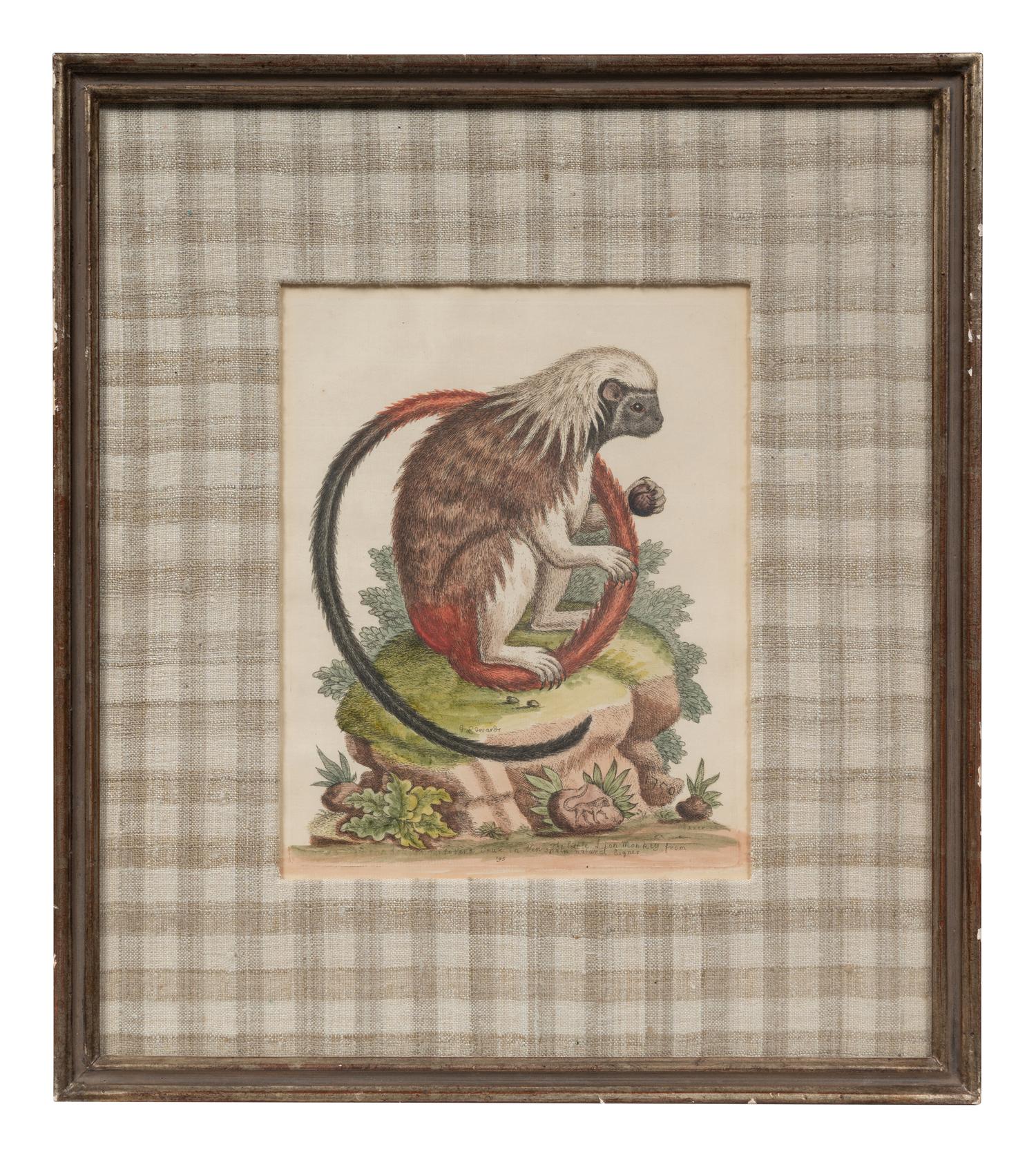 A Group of Six Continental Engravings Depicting Primates (Second Half 19th Century)