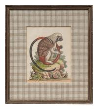 A Group of Six Continental Engravings Depicting Primates (Second Half 19th Century)
