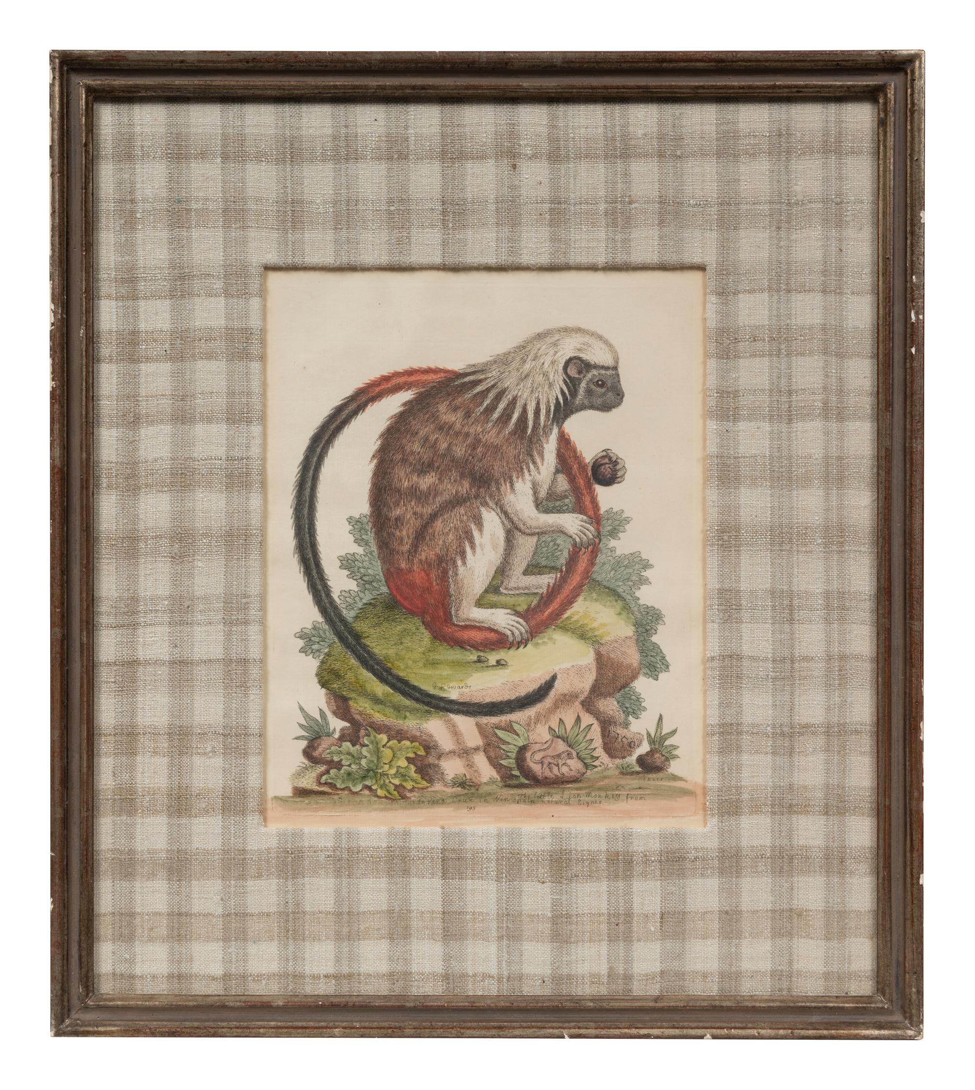 A Group of Six Continental Engravings Depicting Primates (Second Half 19th Century)