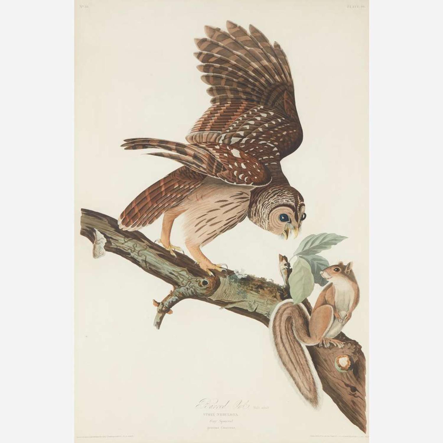 [Prints] Audubon, John James Barred Owl