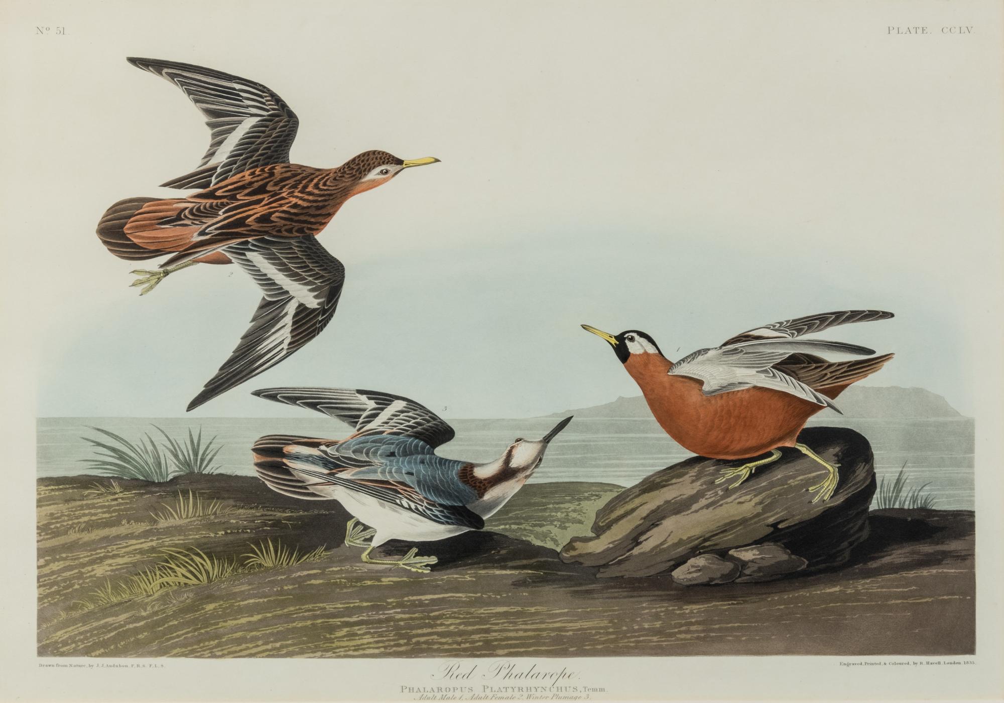 AUDUBON, John James (1785-1851)