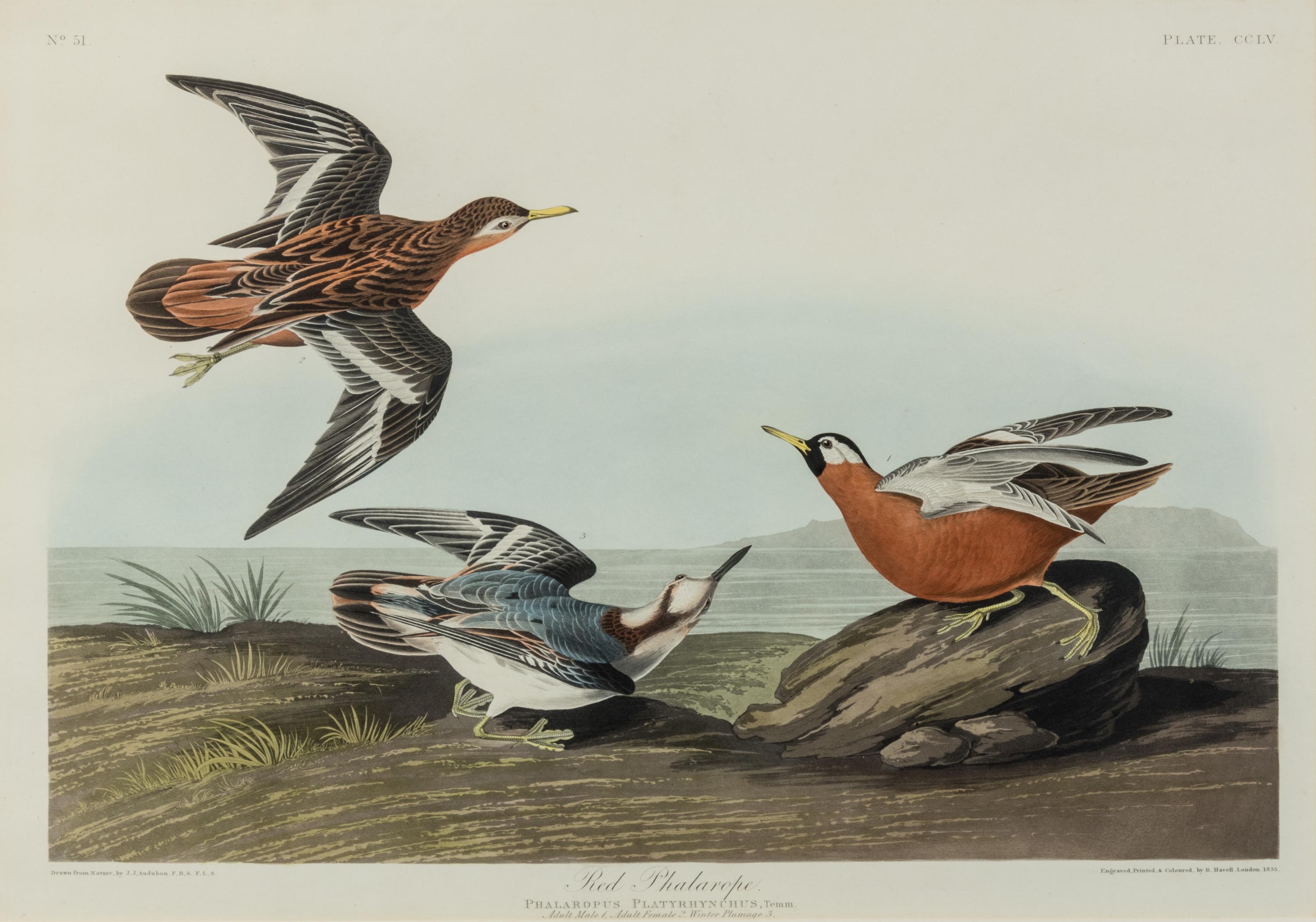 AUDUBON, John James (1785-1851)
