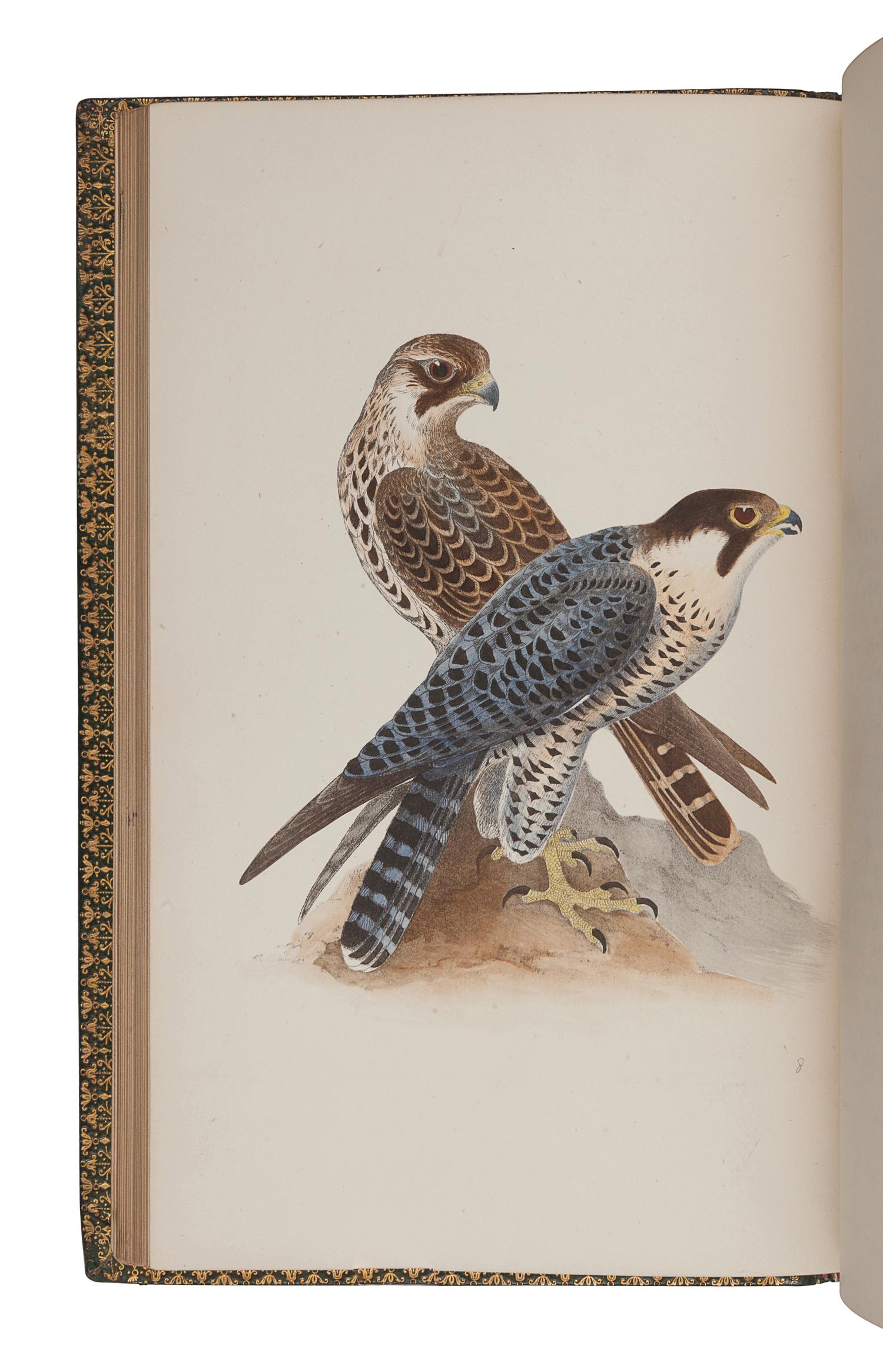 MEYER, Henry Leonard (1797-1865). Coloured Illustrations of British Birds and their Eggs . London: Willis and Sotheran, 1857 (vols. I & VII); G.W. Nickisson, 1844 (vol. II); Simpkin, Marshall, & Co., 1846-1849 (vols. III-VI).