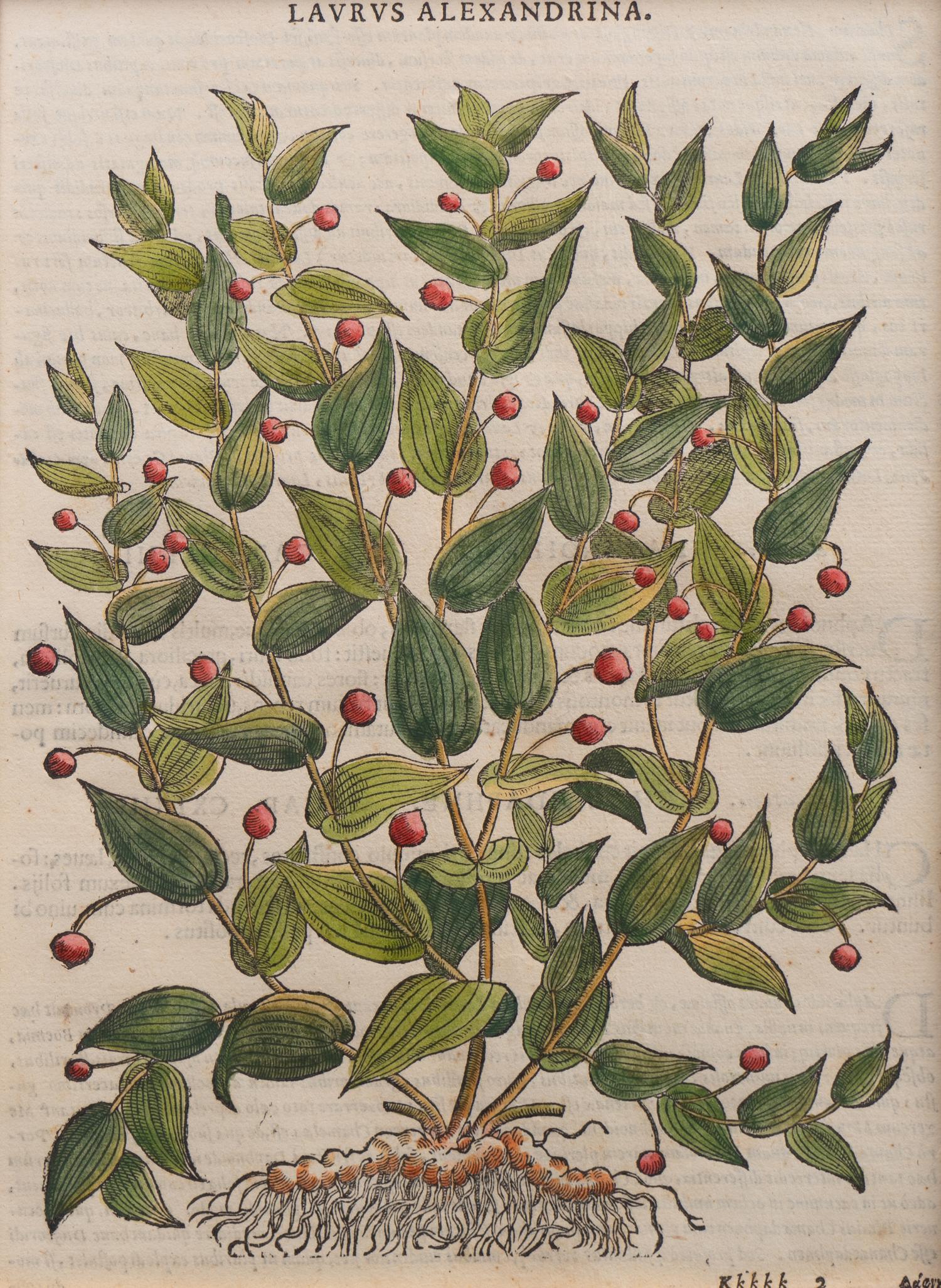 A Group of Eight Hand Colored Engravings Possibly After Matthias de l'Obel — 19TH CENTURY