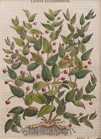 A Group of Eight Hand Colored Engravings Possibly After Matthias de l'Obel — 19TH CENTURY