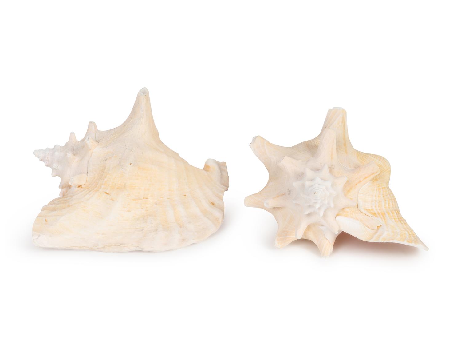 Two Conch Shells