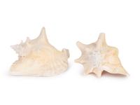 Two Conch Shells