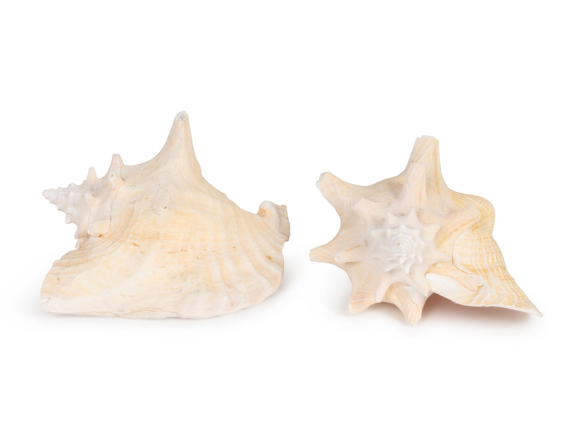 Two Conch Shells