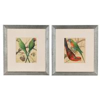 The Illustrated Book of Canaries and Cage-Birds, British and Foreign Cassell & Co., Limited: Six Plates
