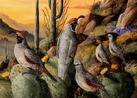 Birds in Desert