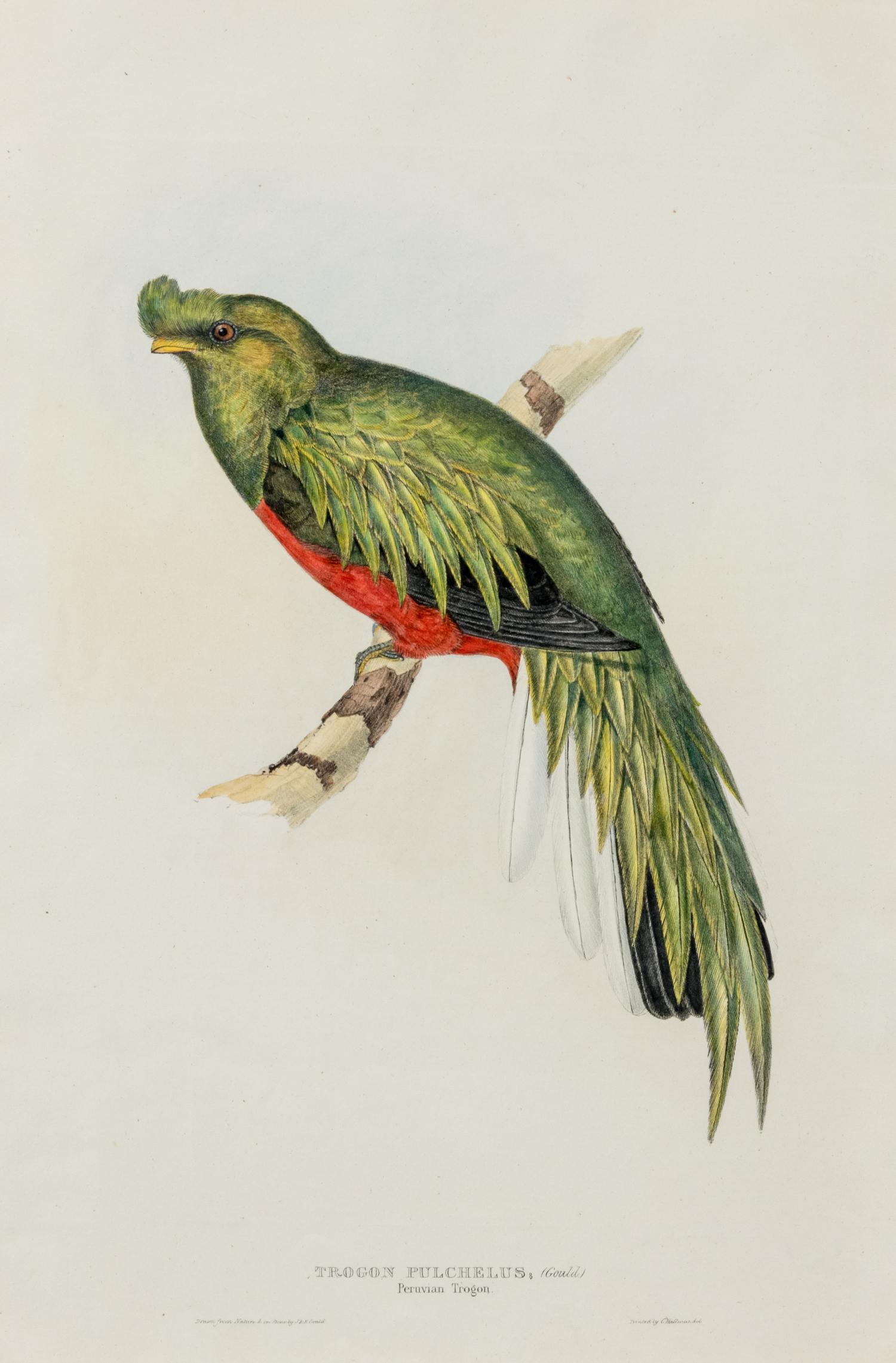 GOULD, John (1804-1881)