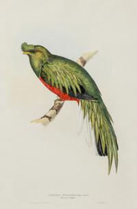 GOULD, John (1804-1881)
