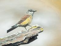 Western Kingbird , 2009