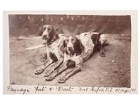 [INDIAN WARS]. CDV of two identified hunting dogs at Fort Buford, Dakota Territory, 27 August 1873.