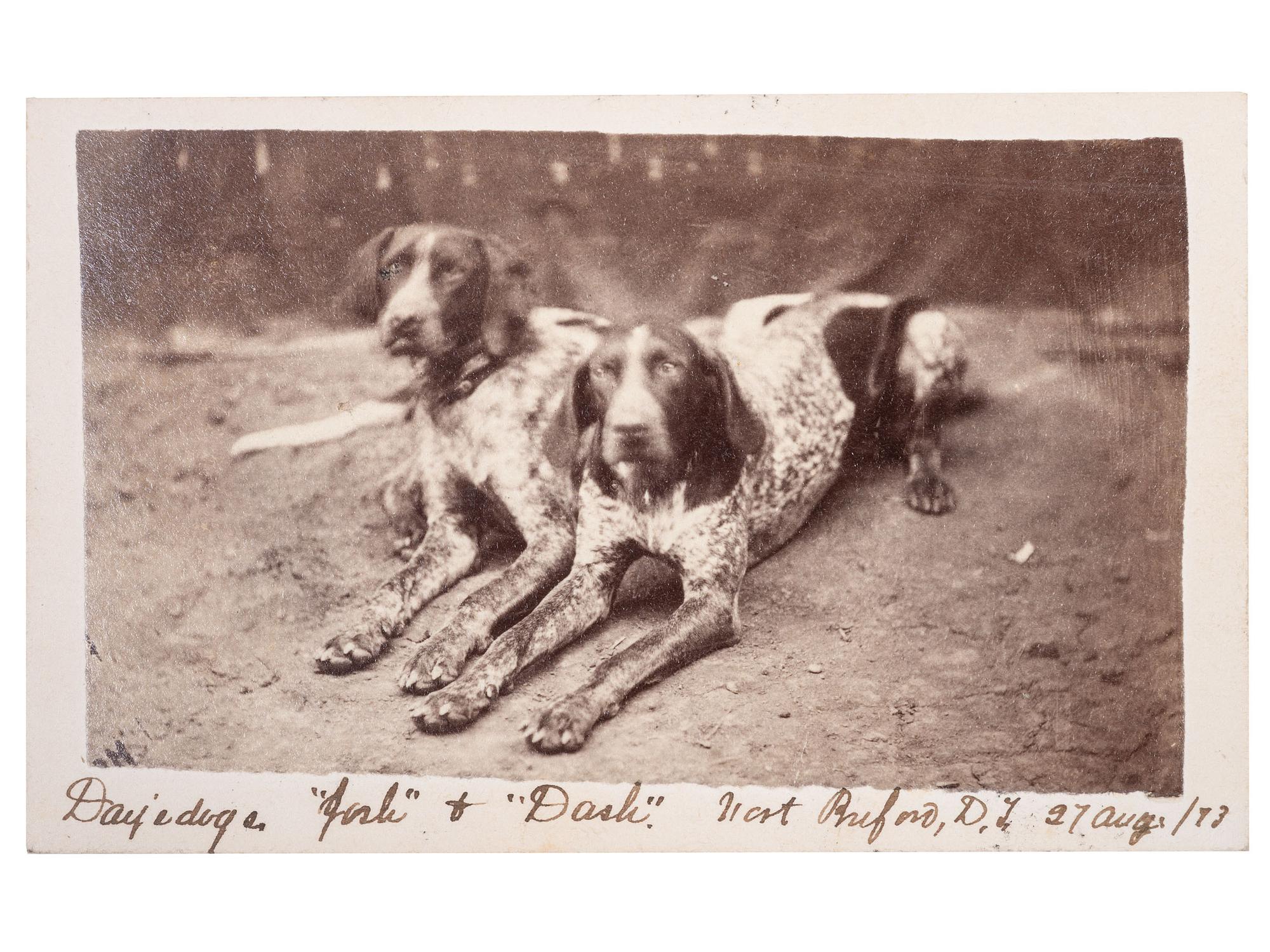 [INDIAN WARS]. CDV of two identified hunting dogs at Fort Buford, Dakota Territory, 27 August 1873.