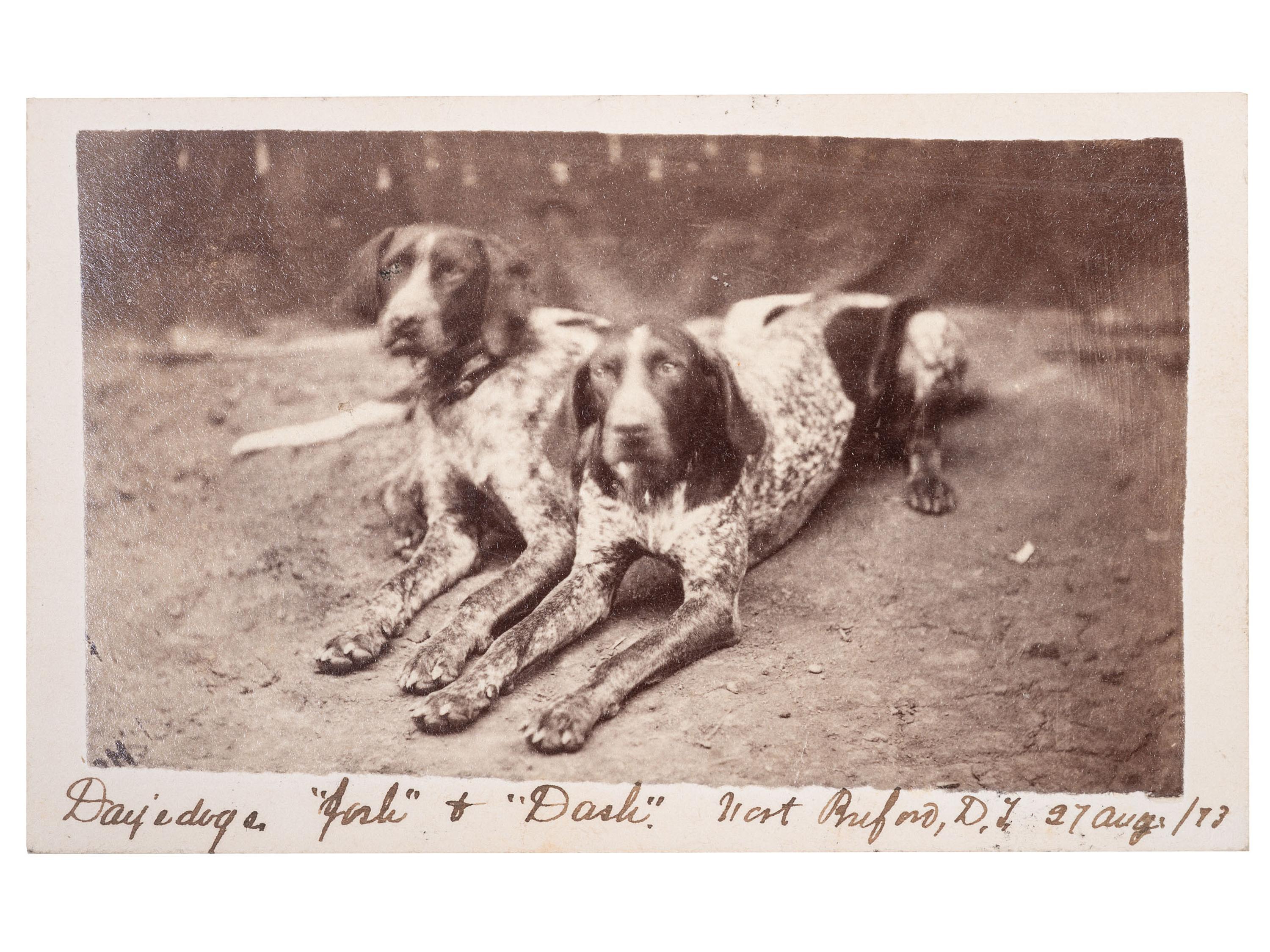 [INDIAN WARS]. CDV of two identified hunting dogs at Fort Buford, Dakota Territory, 27 August 1873.