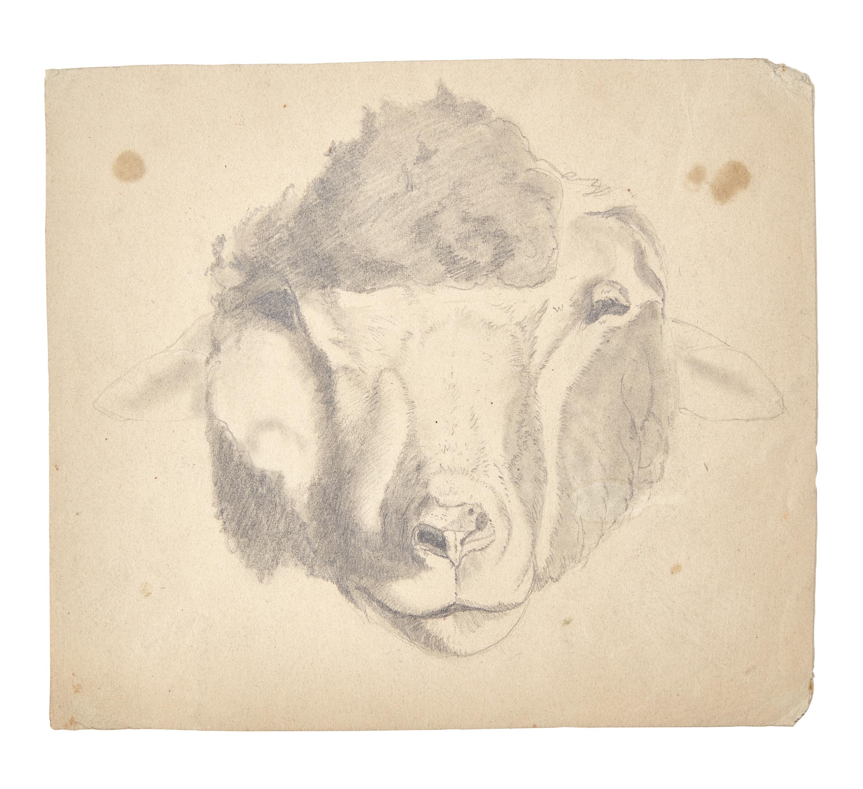 Farm Animal Studies: F older of Eighteen (18) Pencil Drawings