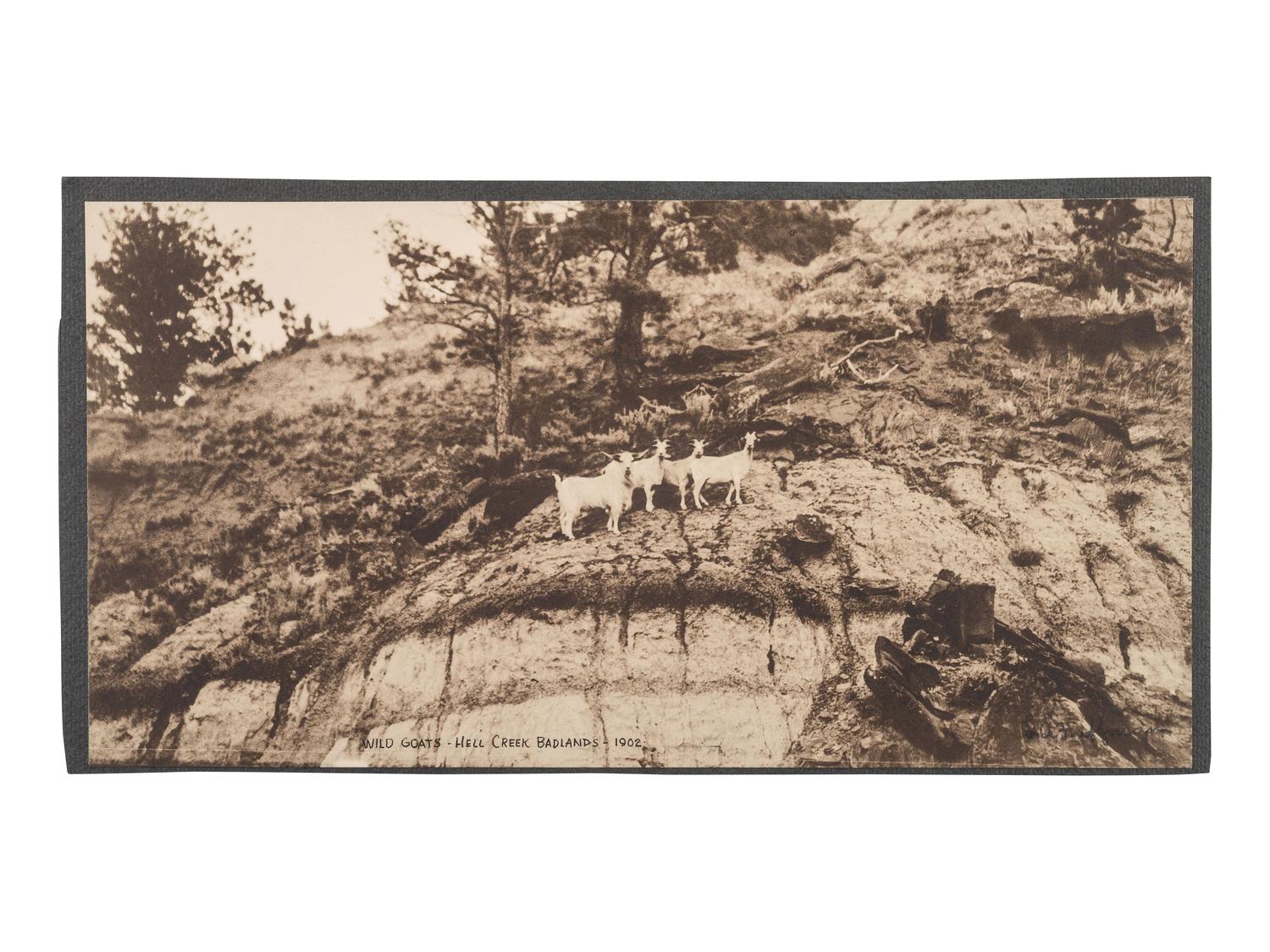 [WESTERN AMERICANA]. HUFFMAN, L.A., photog. 6 collotypes of sheep and goats.